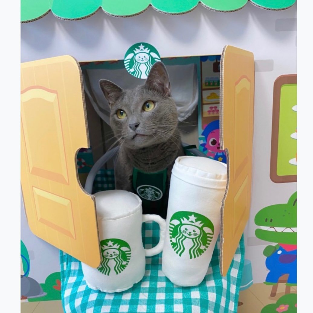 South Korea Cute Star Cat Work Clothes