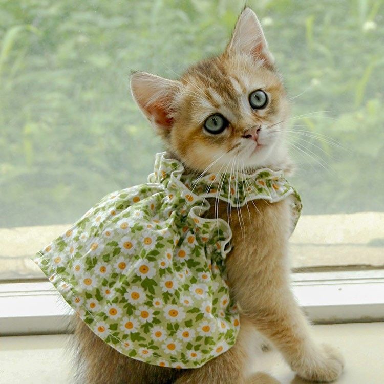 Suspender Princess Dress for Pets – Adorable & Elegant! ✨