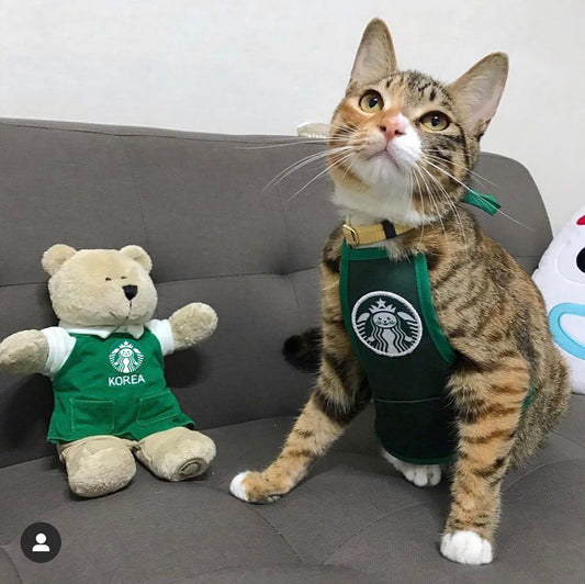 South Korea Cute Star Cat Work Clothes