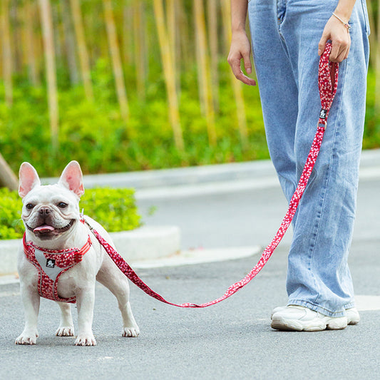 Dog Pulls Rope And Chain Out