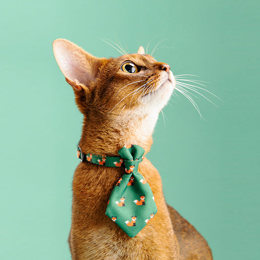 Gentleman style Tie coller