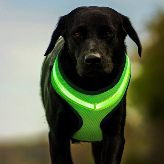 LED USB Rechargeable Dog Harness – Safety Night Glow Chest Strap